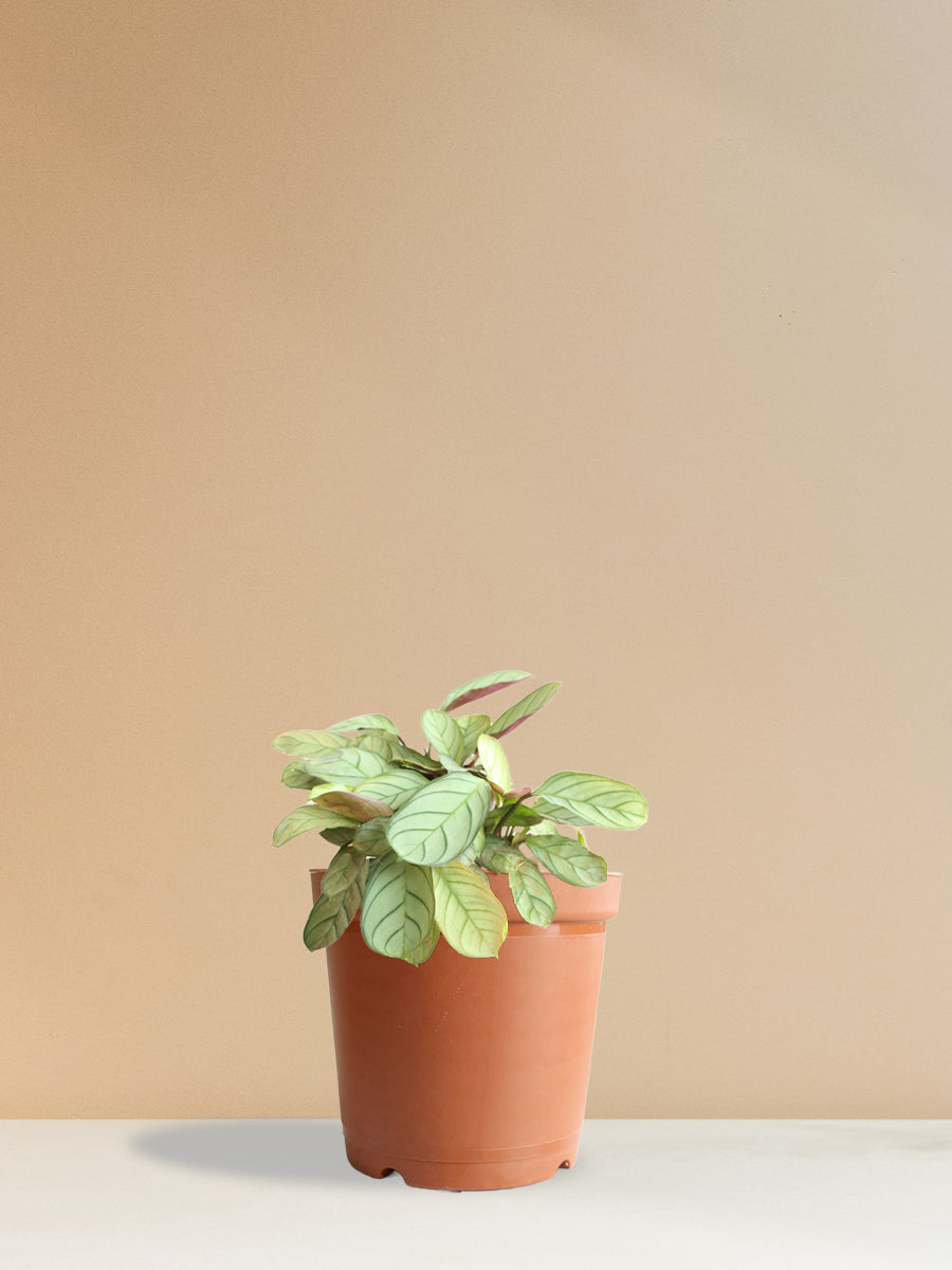 Calathea Prayer (Medium)