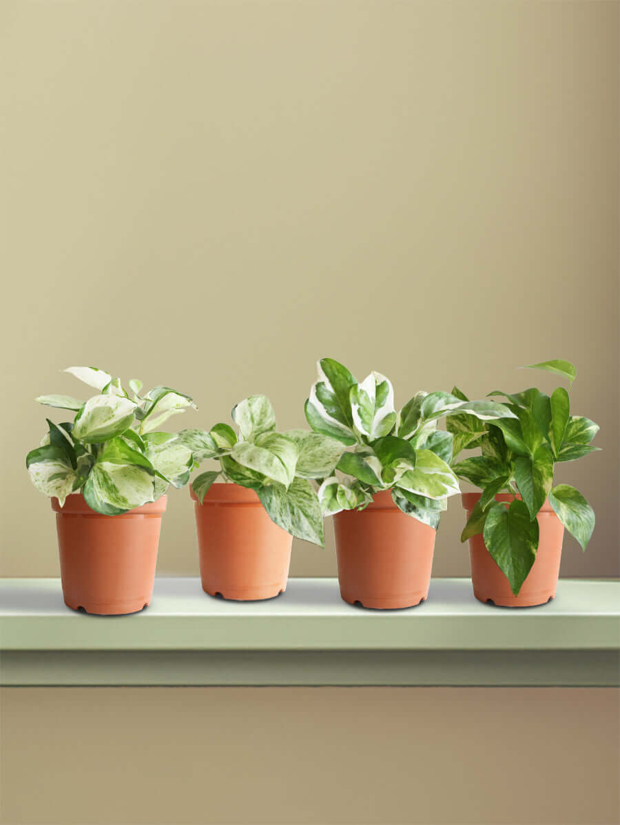 The Rare Money Plant Combo