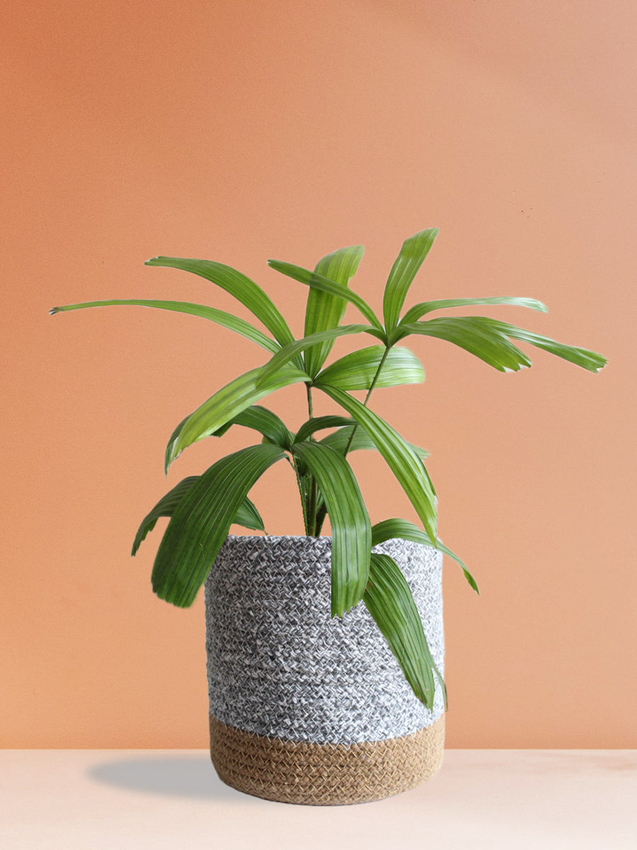 Rhapis Palm (Large)