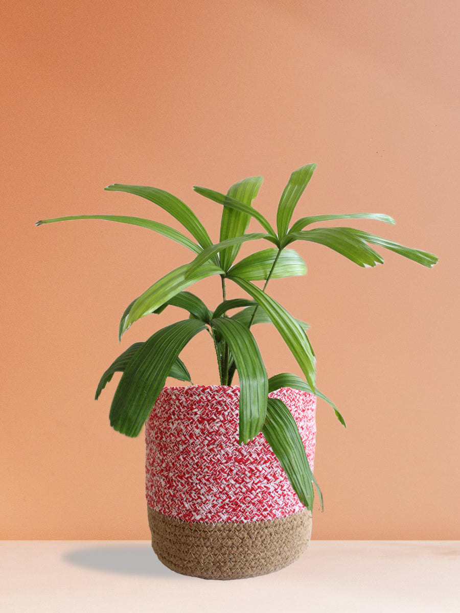 Rhapis Palm (Large)