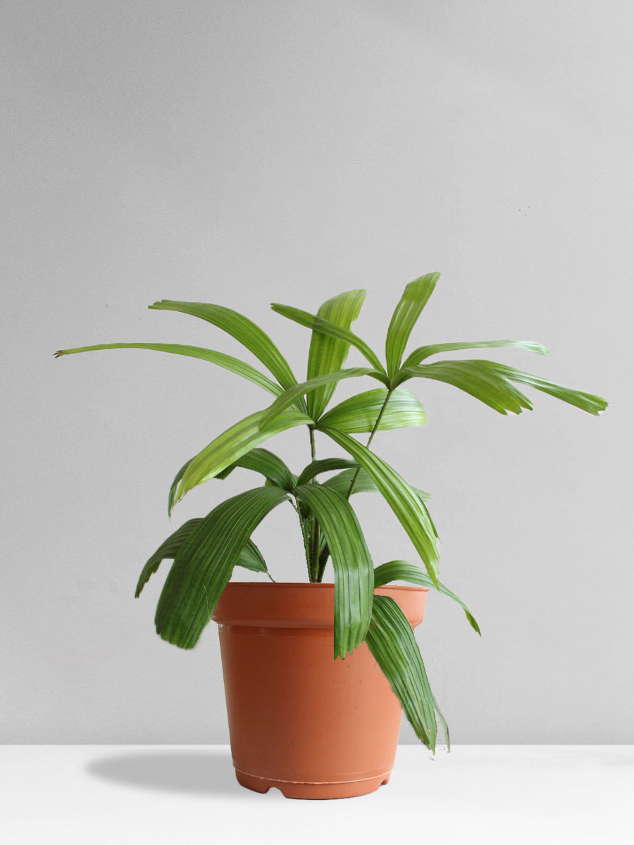 Rhapis Palm (Large)