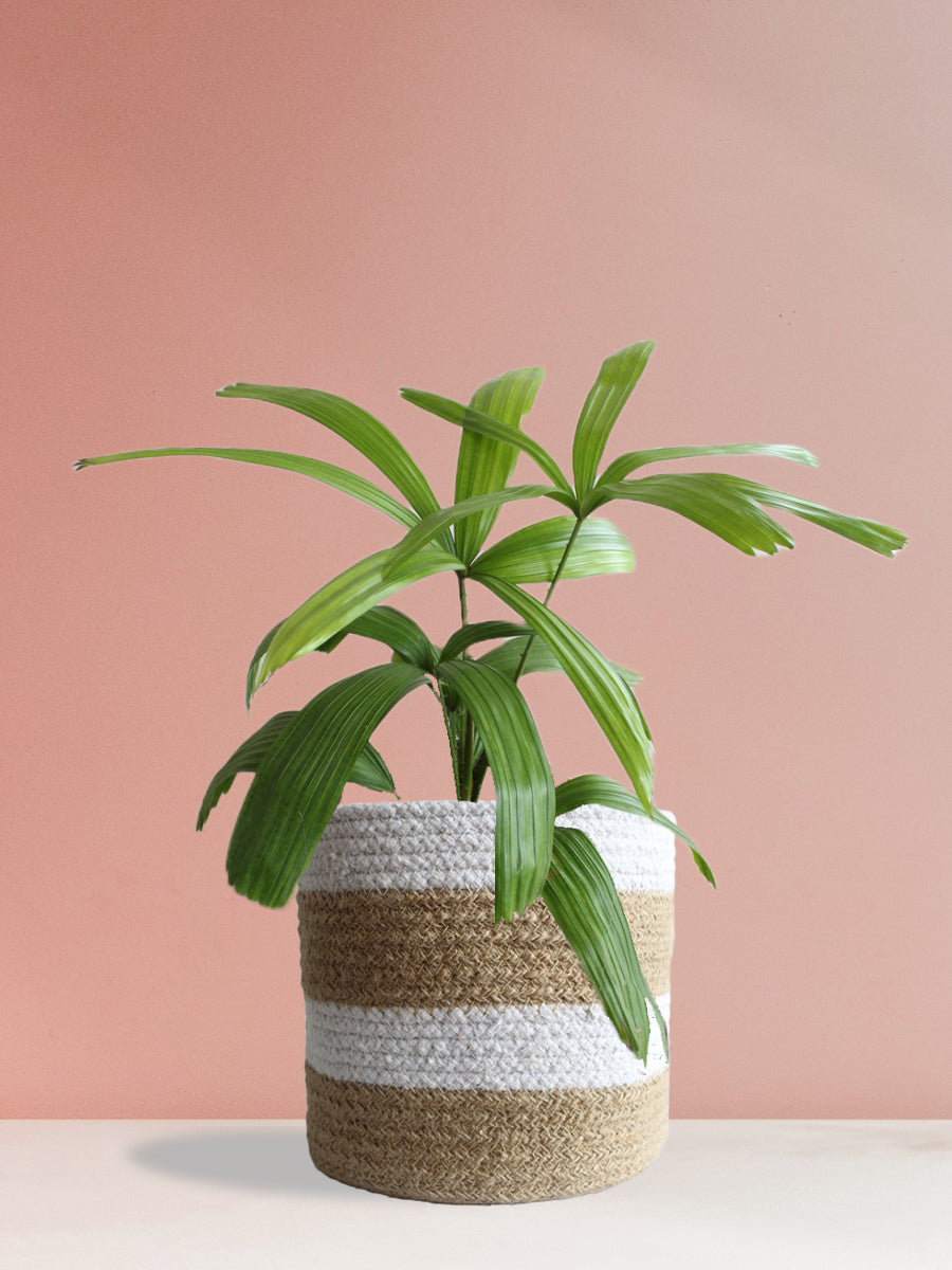 Rhapis Palm (Large)