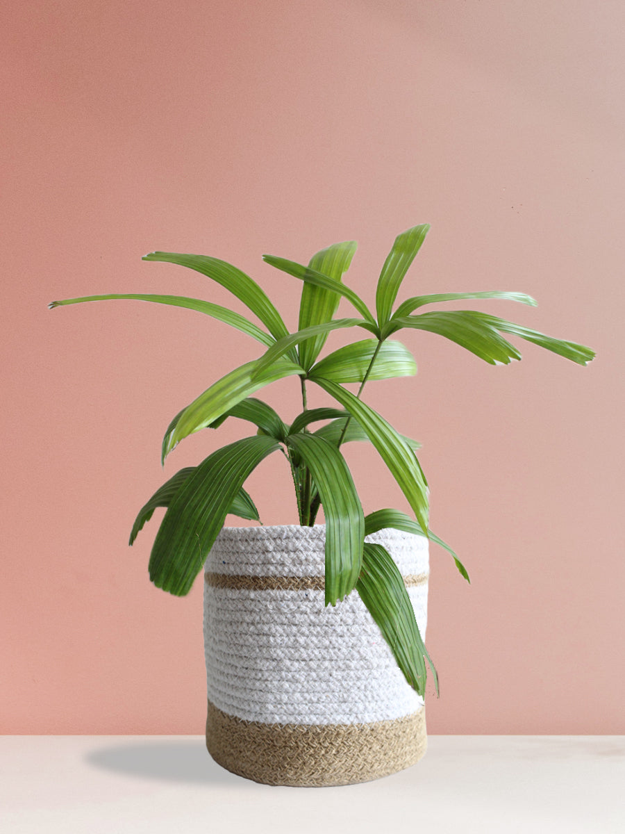 Rhapis Palm (Large)