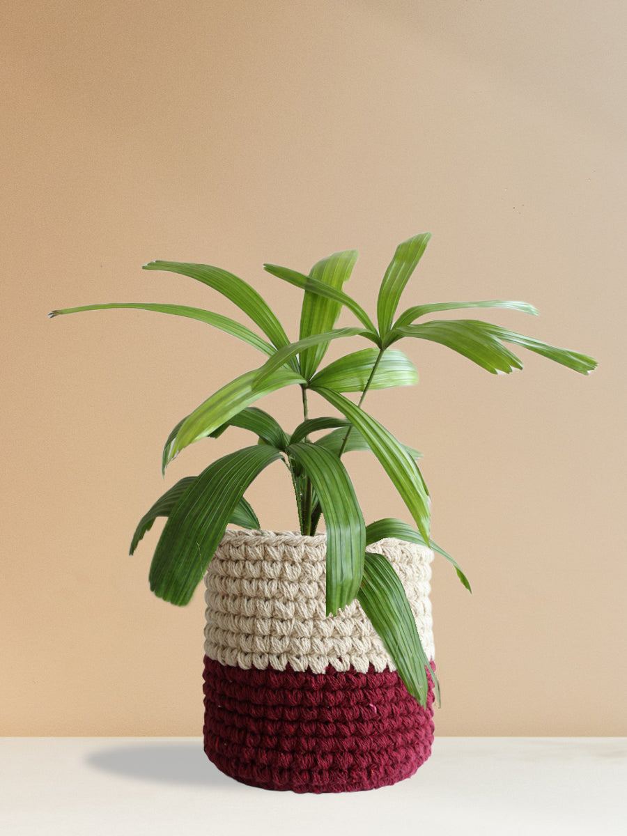Rhapis Palm (Large)