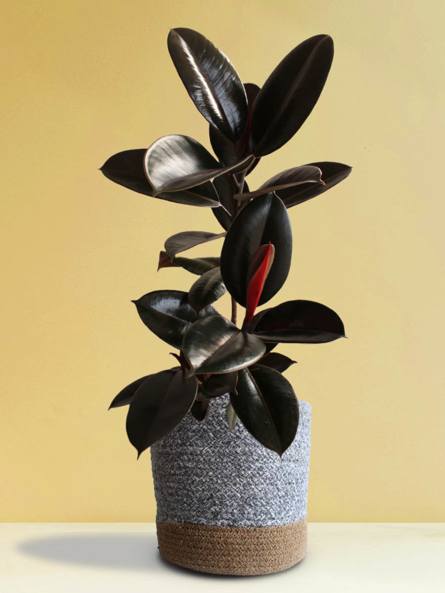 buy tall indoor rubber plant online