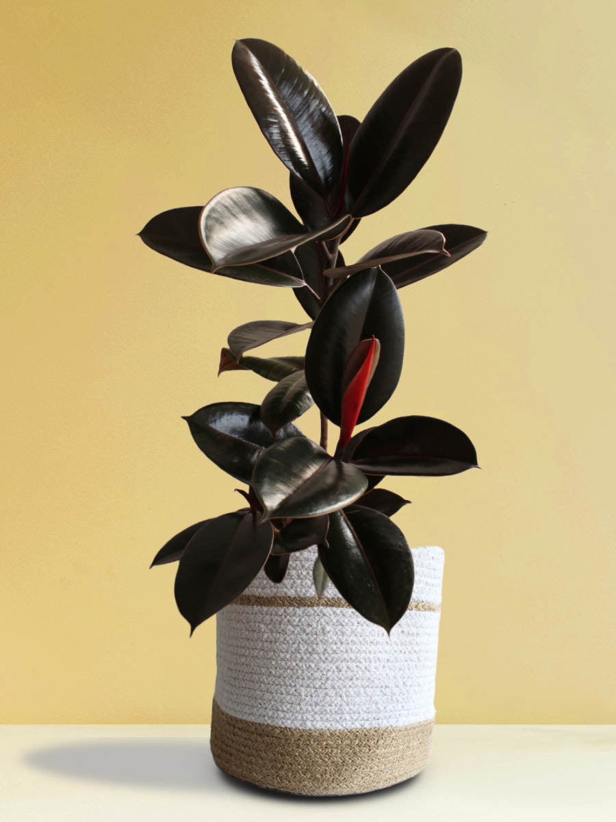 large rubber plant for room's corner