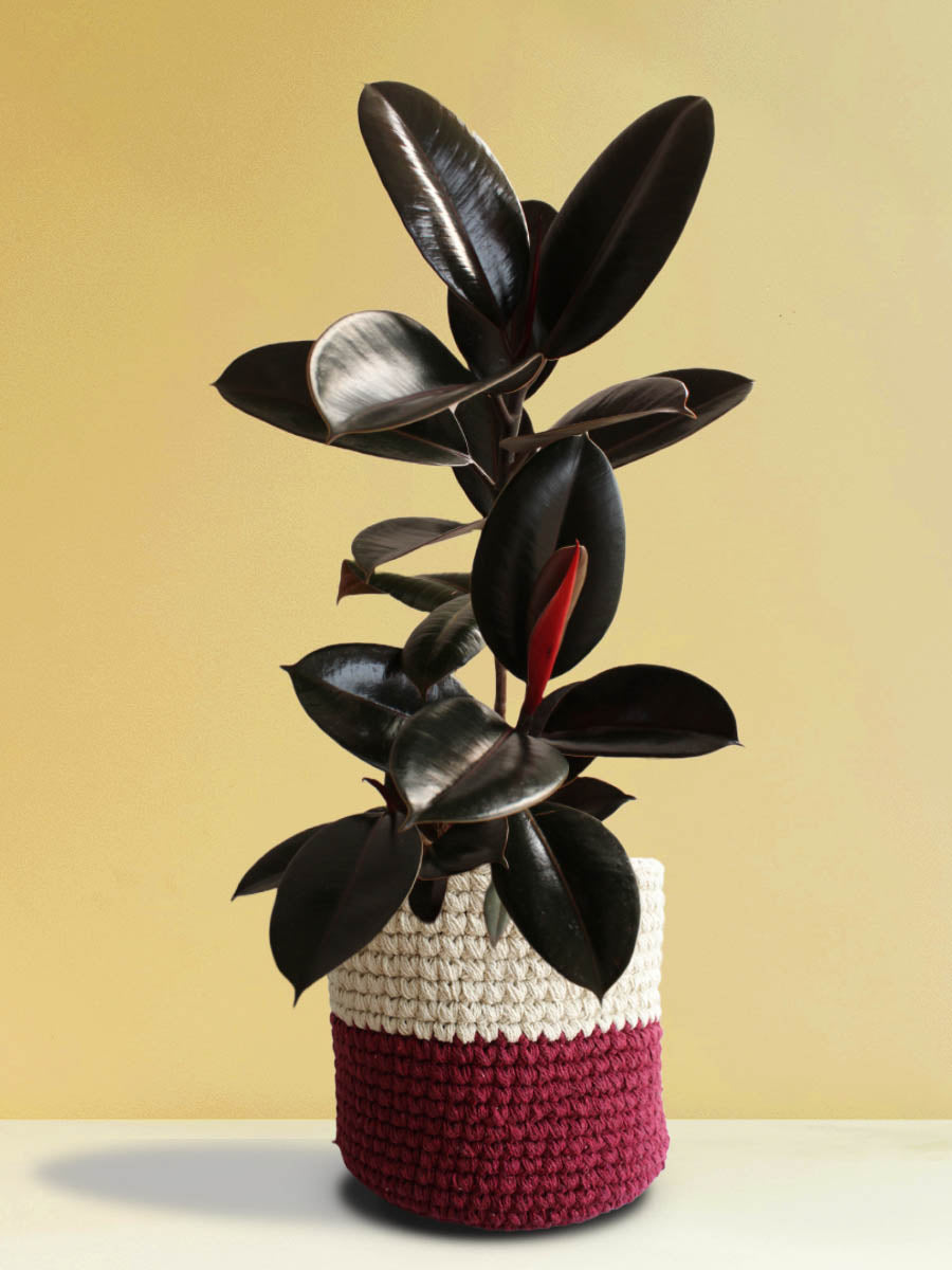 big rubber tree indoor Buy Rubber Plant Online at Greenkin (X-Large Plant)