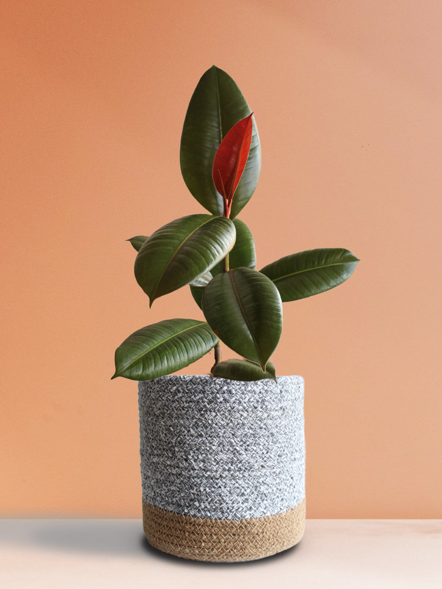 Rubber Plant Green (Large)