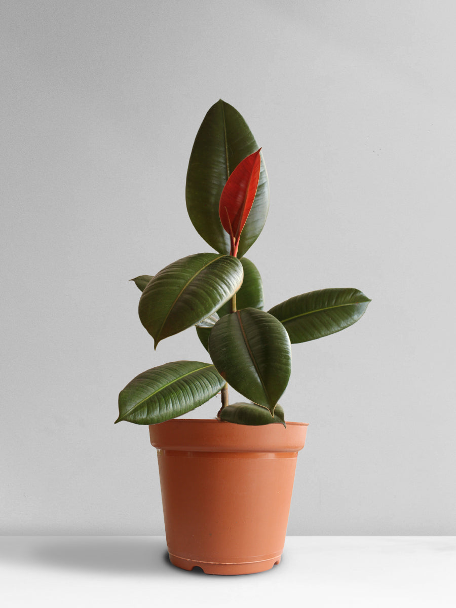 Rubber Plant Green (Large)