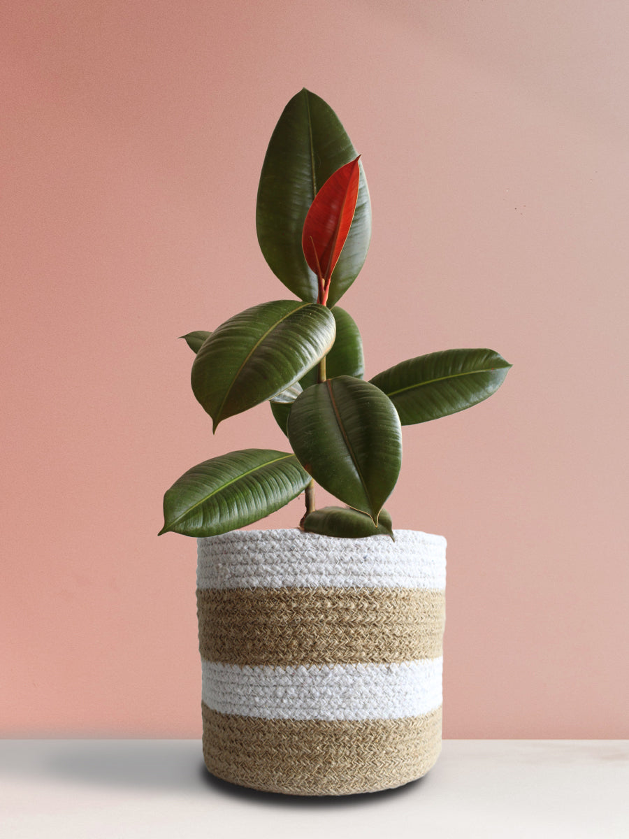 Rubber Plant Green (Large)