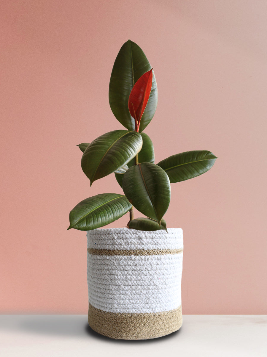 Rubber Plant Green (Large)