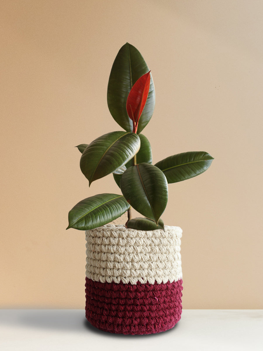 Rubber Plant Green (Large)