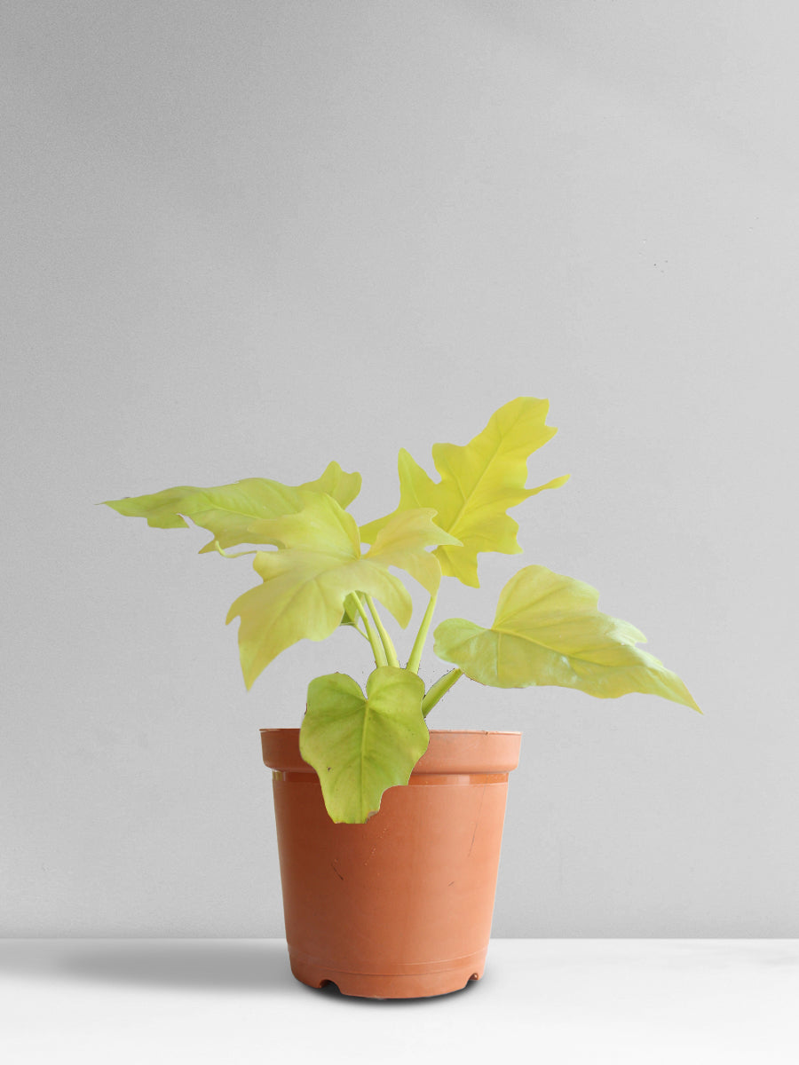 Golden Selloum (Medium)