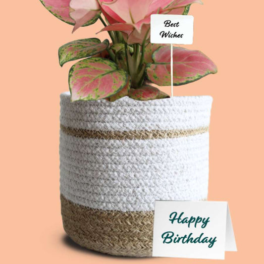 Gift Wrap