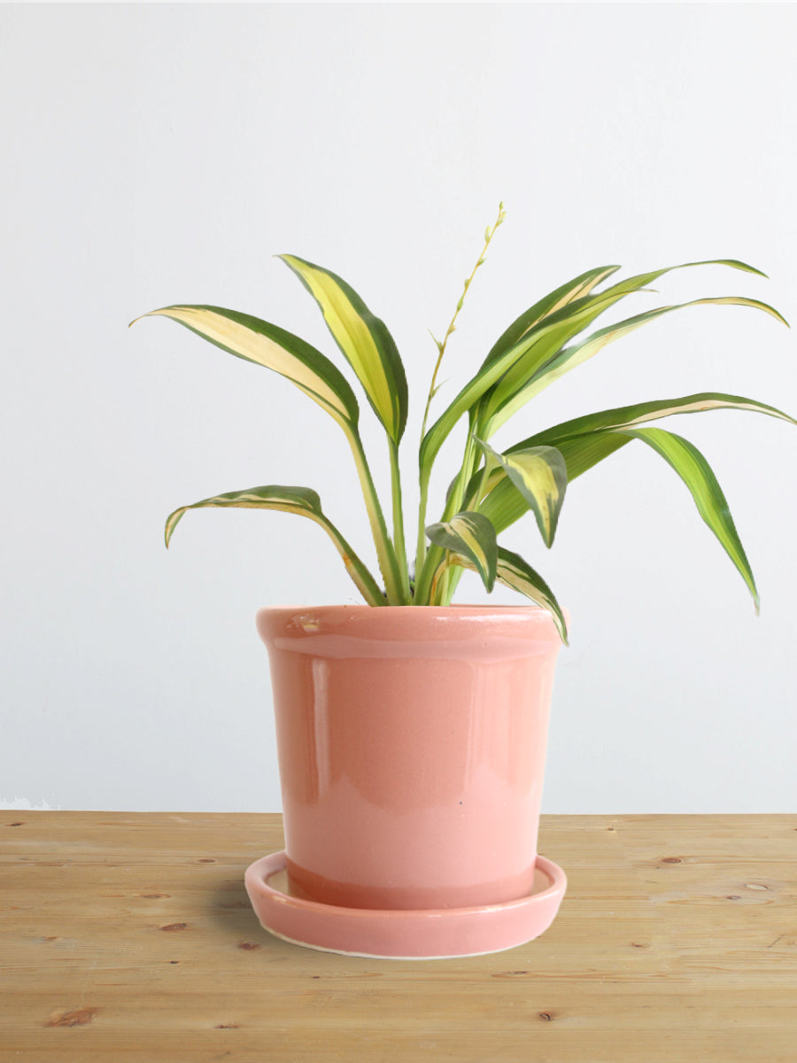 Spider Plant Golden (Small)