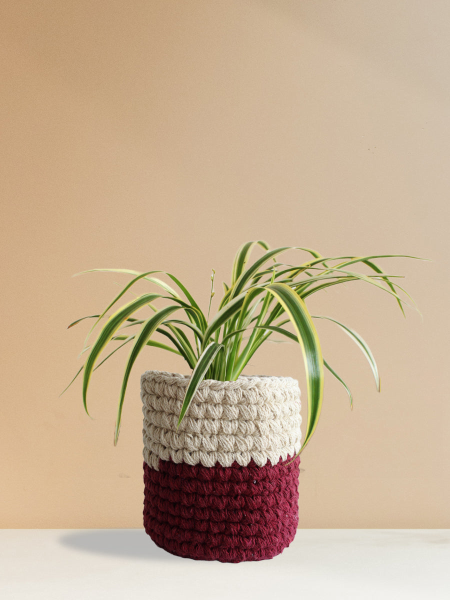 Spider Plant Variegated (Medium)