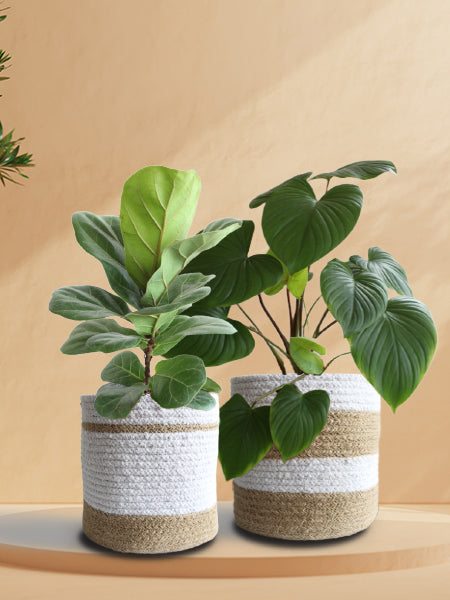 Statement Duo
