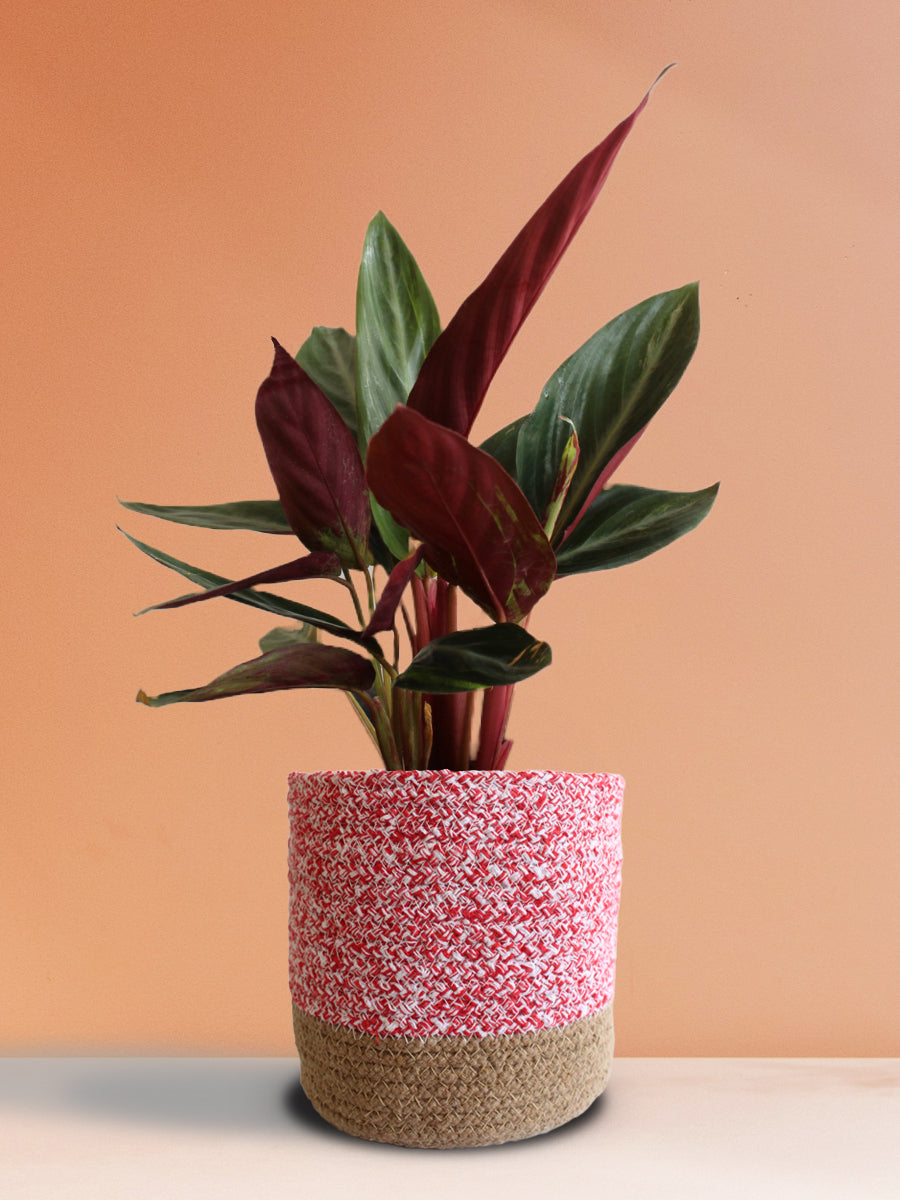 Stromanthe Sanguinea (Large)
