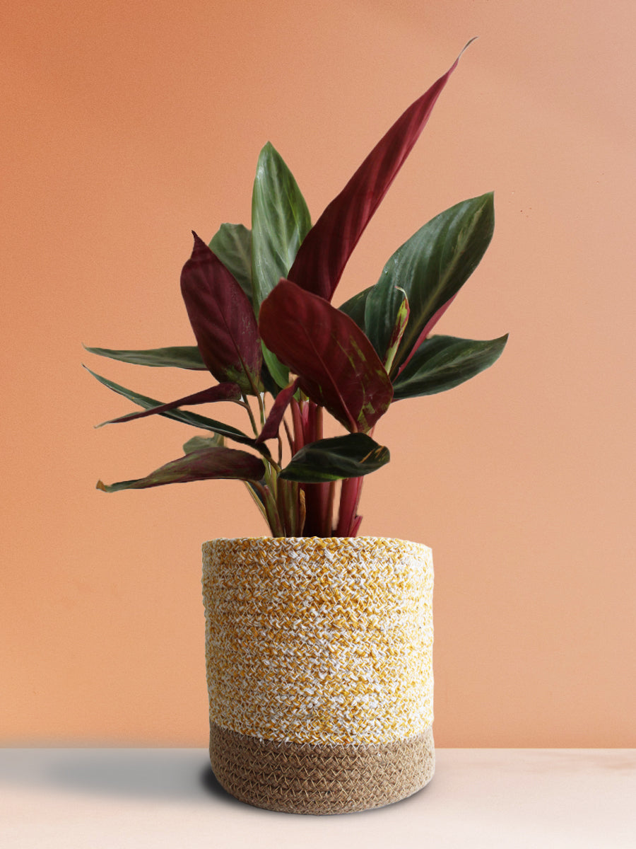 Stromanthe Sanguinea (Large)