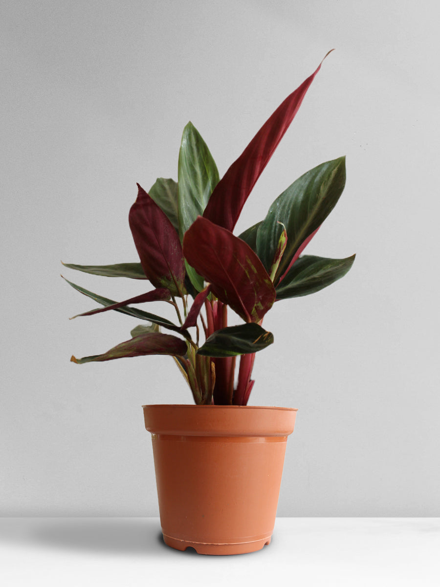 Stromanthe Sanguinea (Large)
