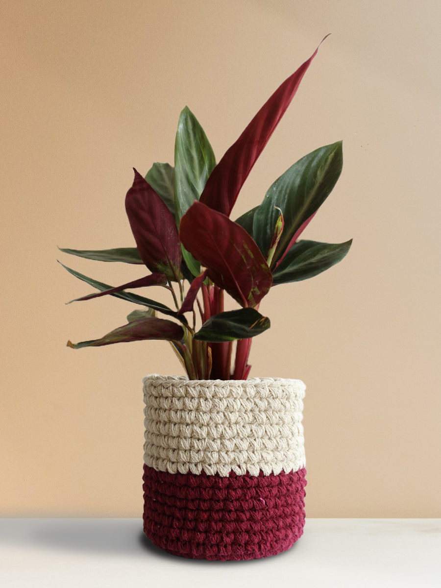 Stromanthe Sanguinea (Large)