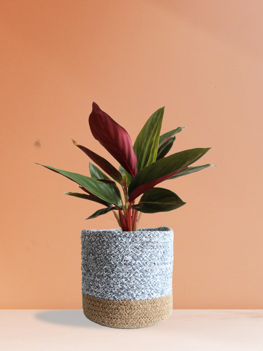Stromanthe Sanguinea (Medium)