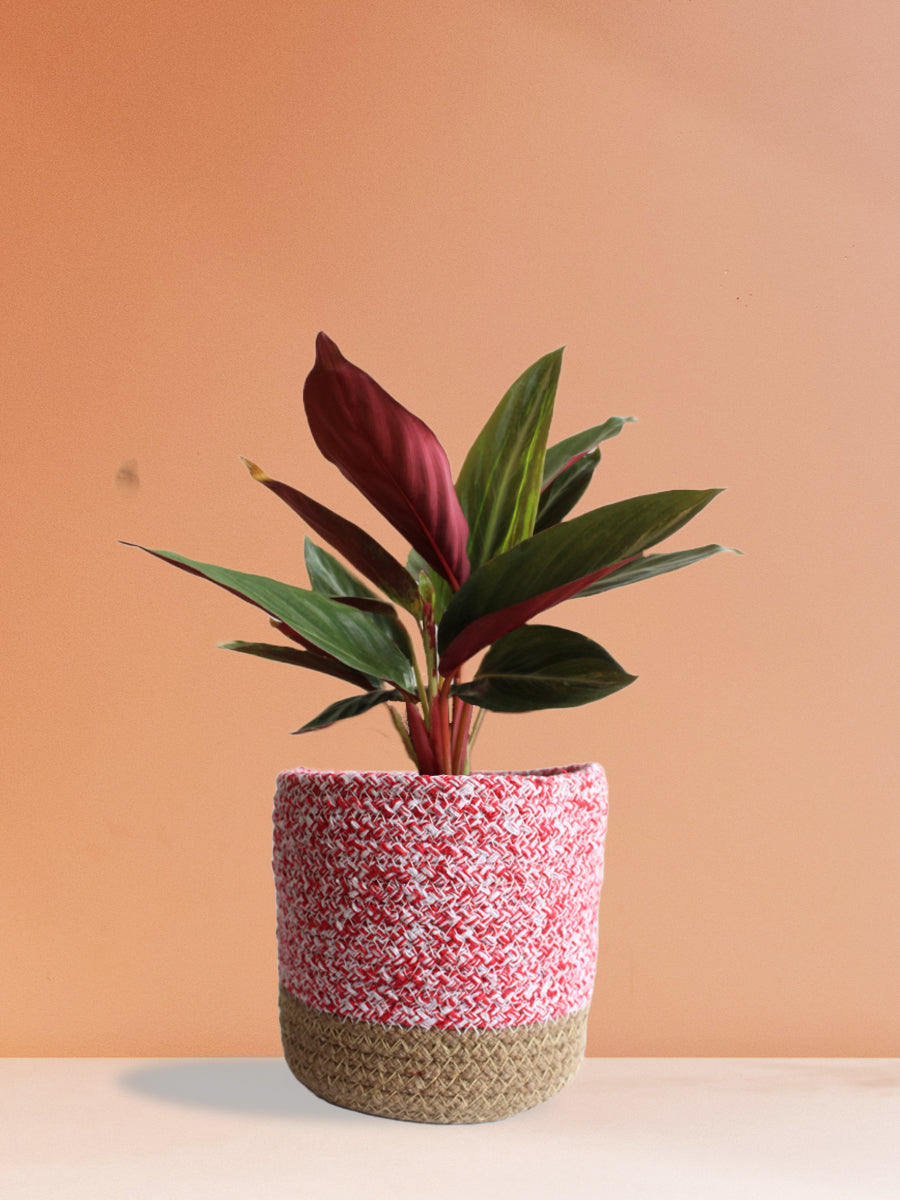 Stromanthe Sanguinea (Medium)