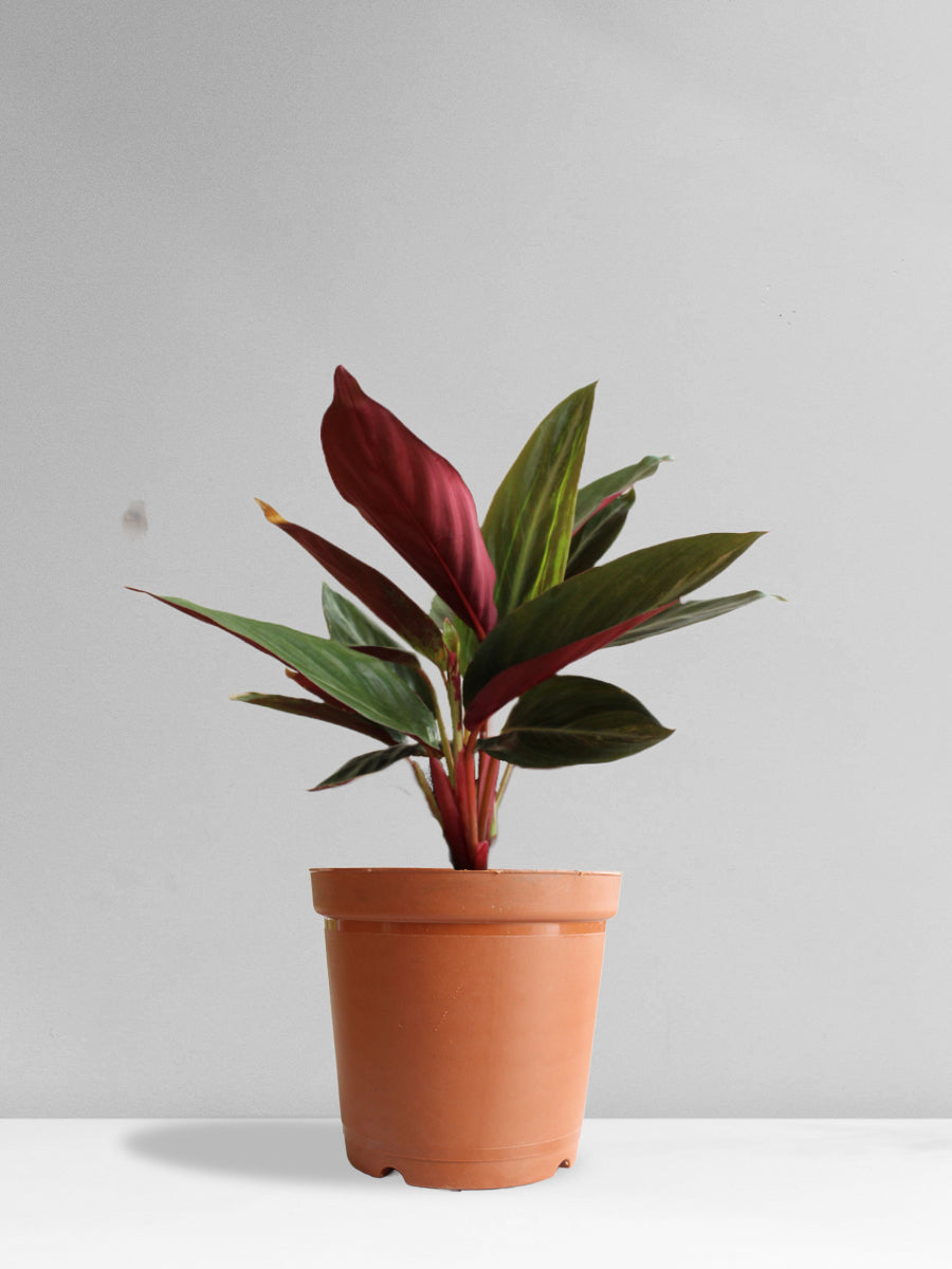 Stromanthe Sanguinea (Medium)