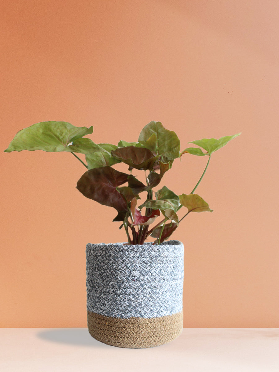 Syngonium Bronze (Medium)