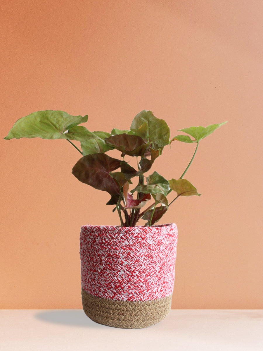 Syngonium Bronze (Medium)