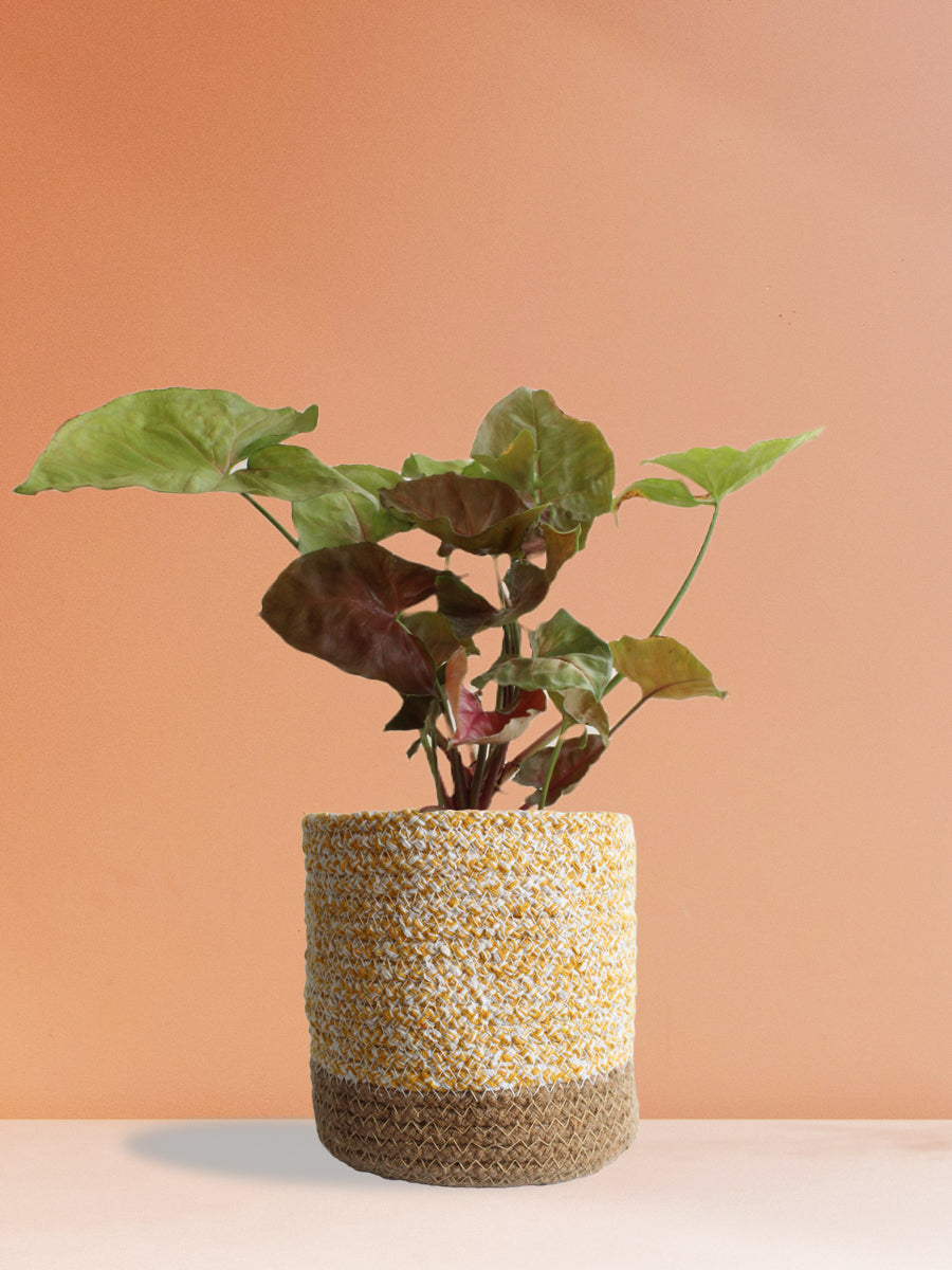 Syngonium Bronze (Medium)