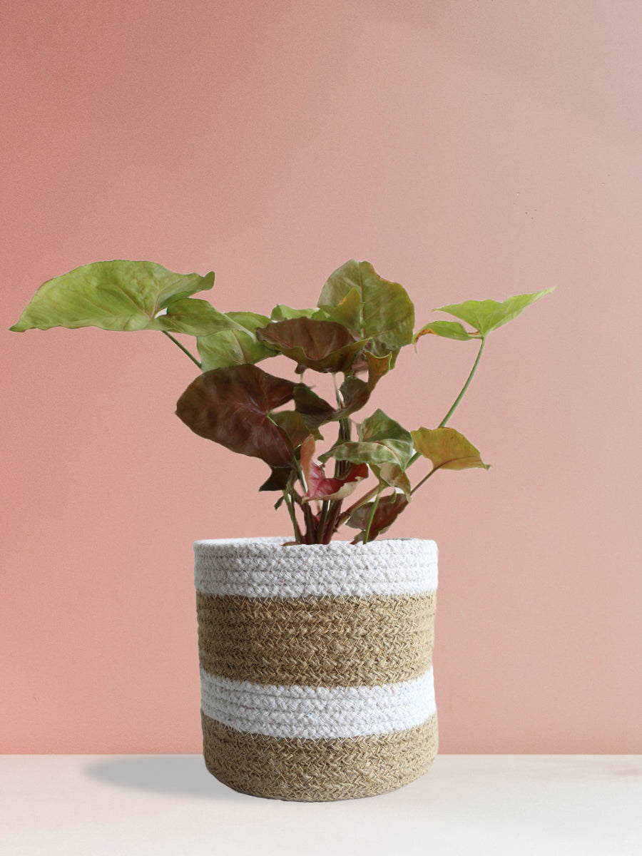 Syngonium Bronze (Medium)