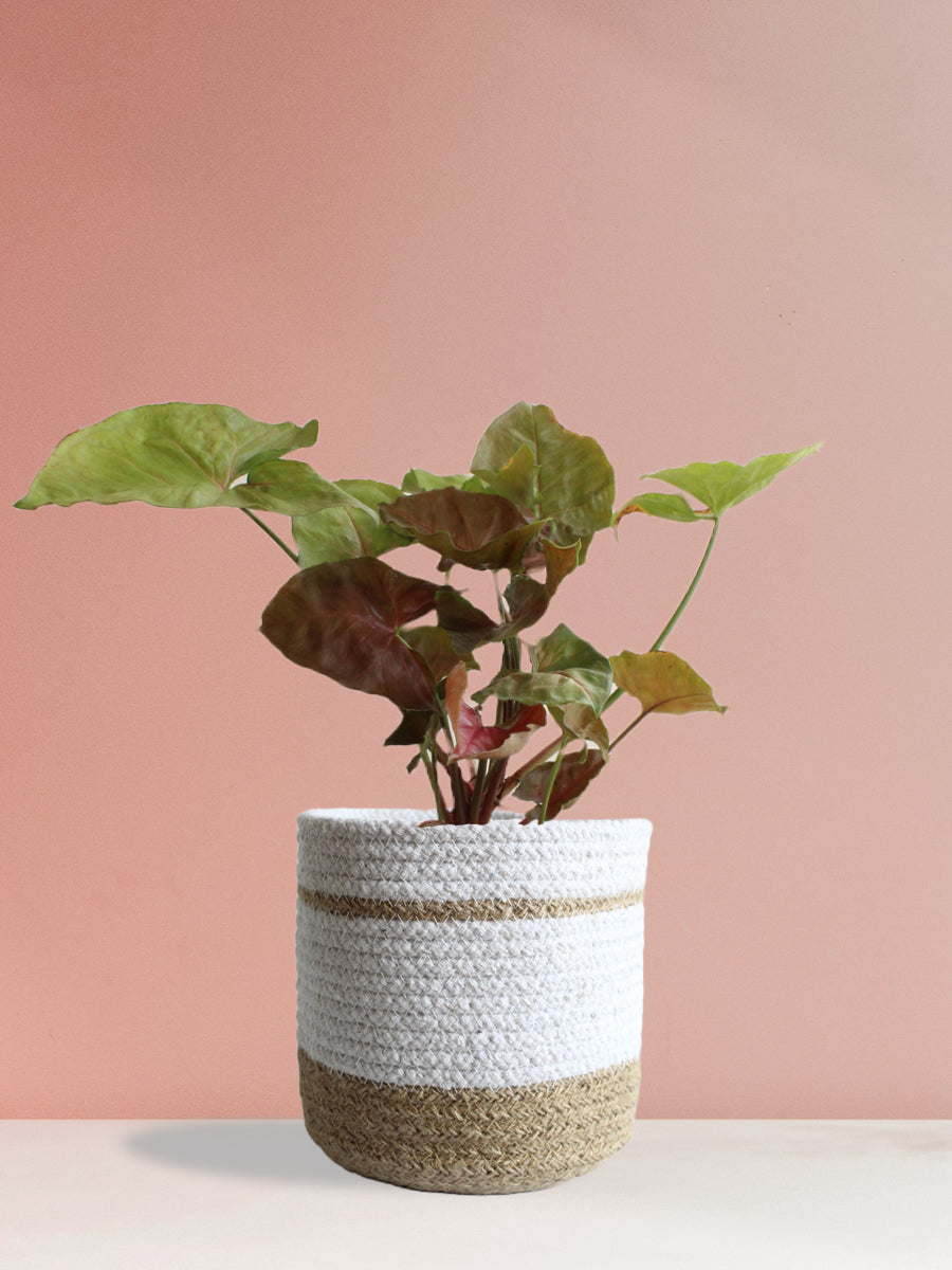 Syngonium Bronze (Medium)