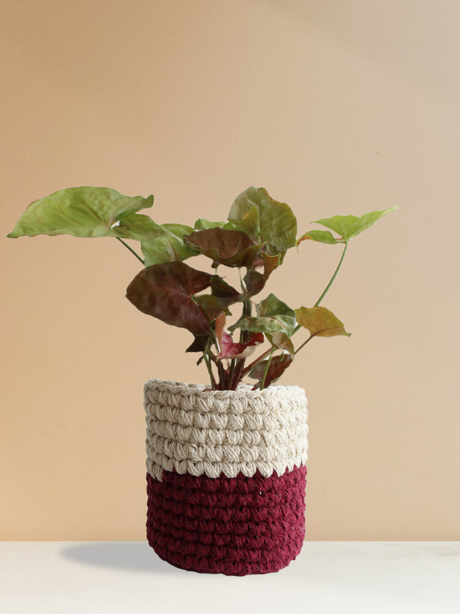 Syngonium Bronze (Medium)