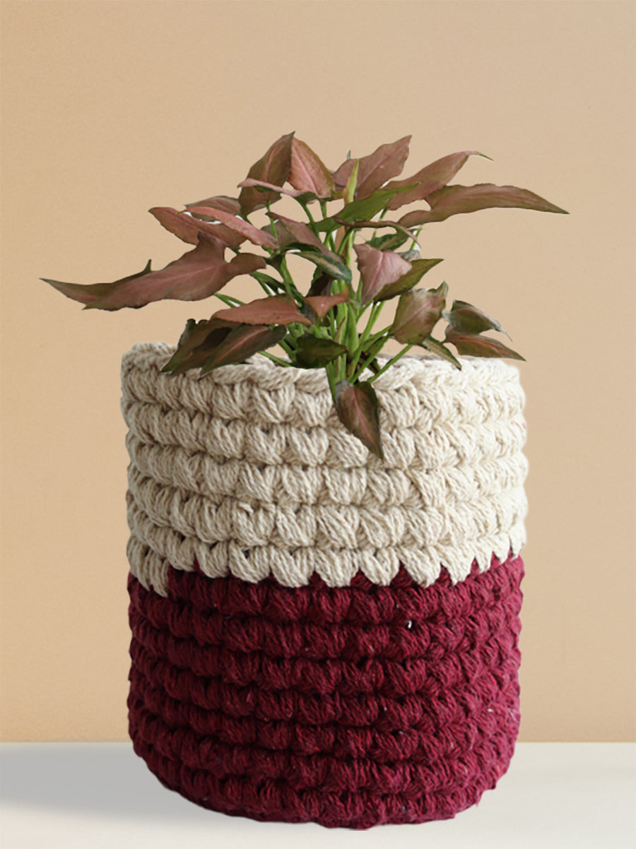 Syngonium Mickey (Medium)