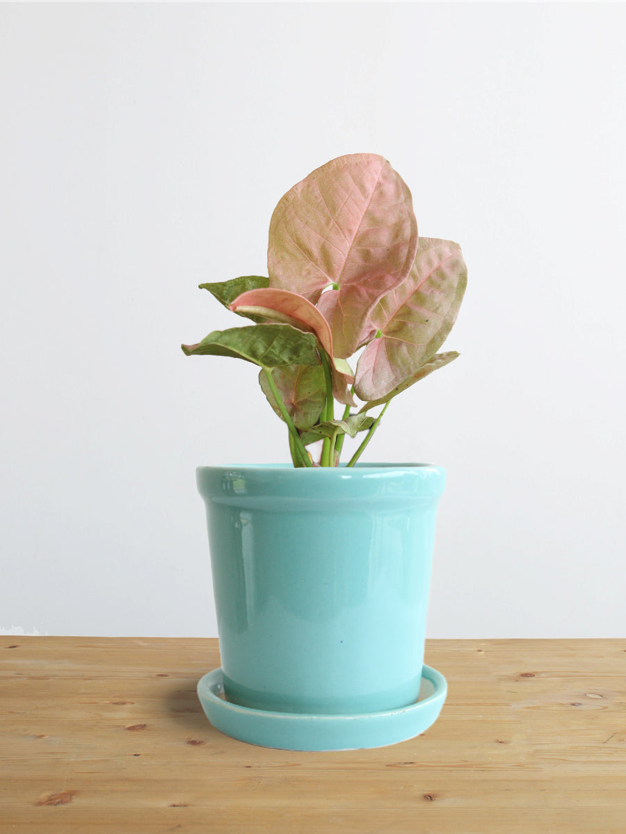 Syngonium Neon Robusta (Small)