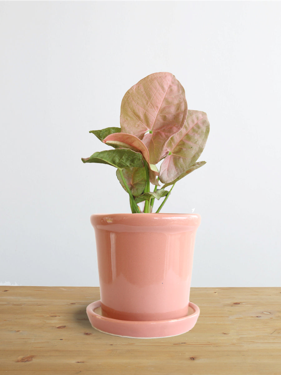 Syngonium Neon Robusta (Small)
