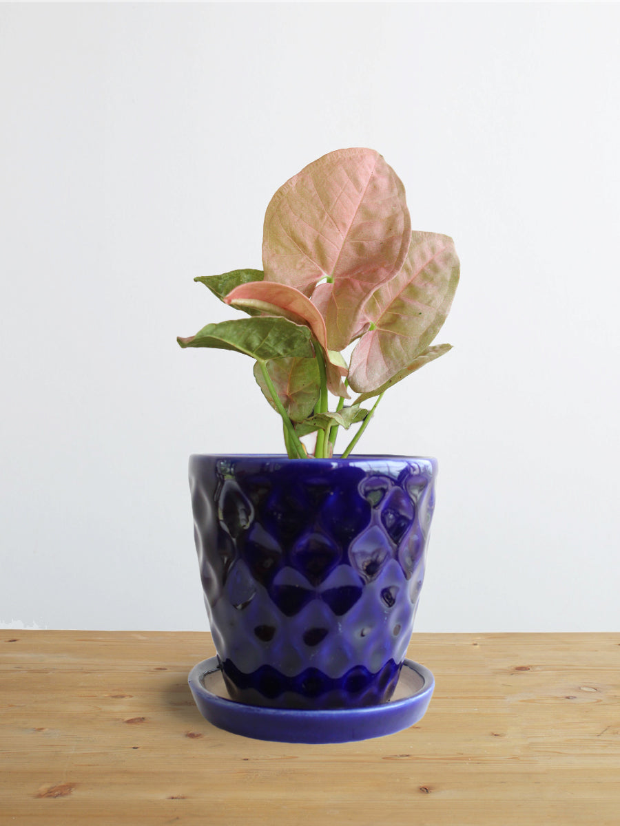 Syngonium Neon Robusta (Small)