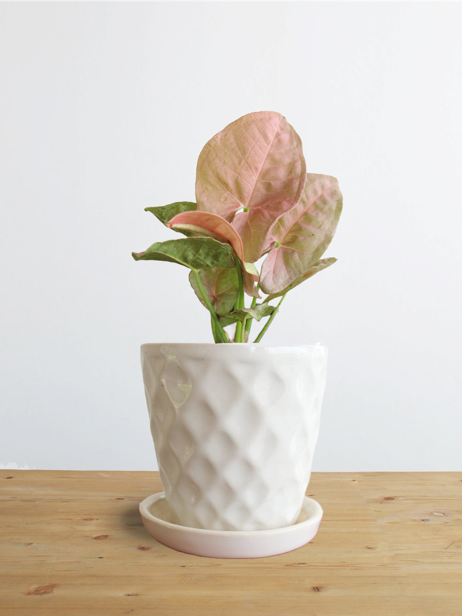 Syngonium Neon Robusta (Small)