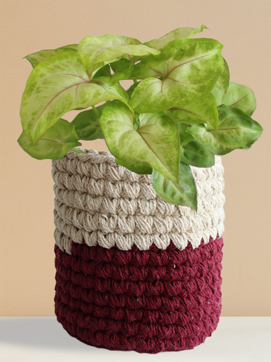 Syngonium Pink Vein (Medium)