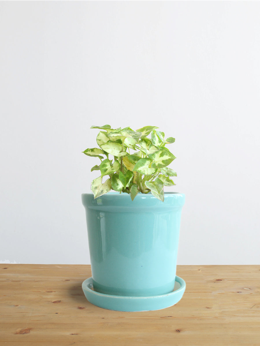 Syngonium Pixie (Small)
