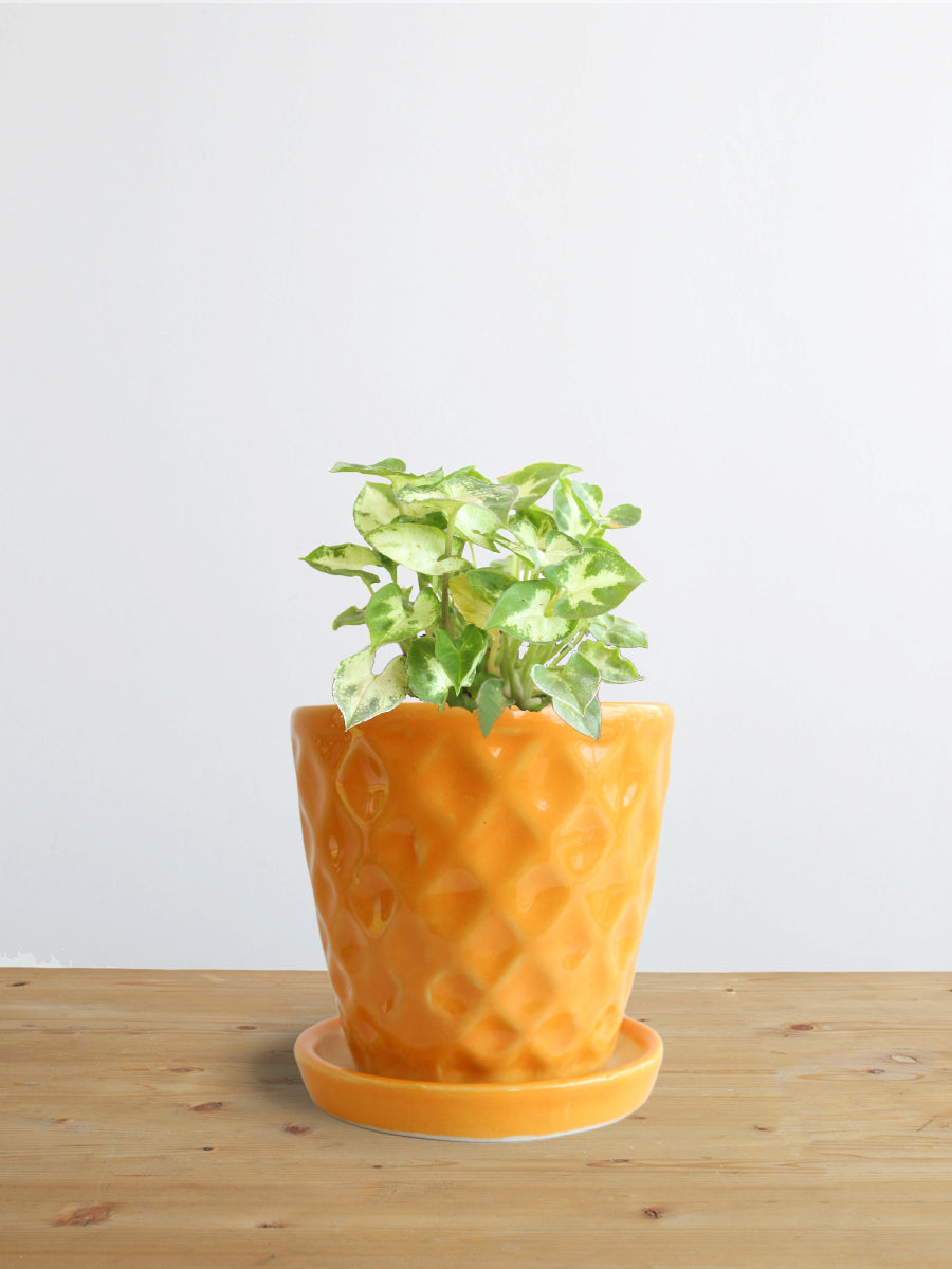 Syngonium Pixie (Small)