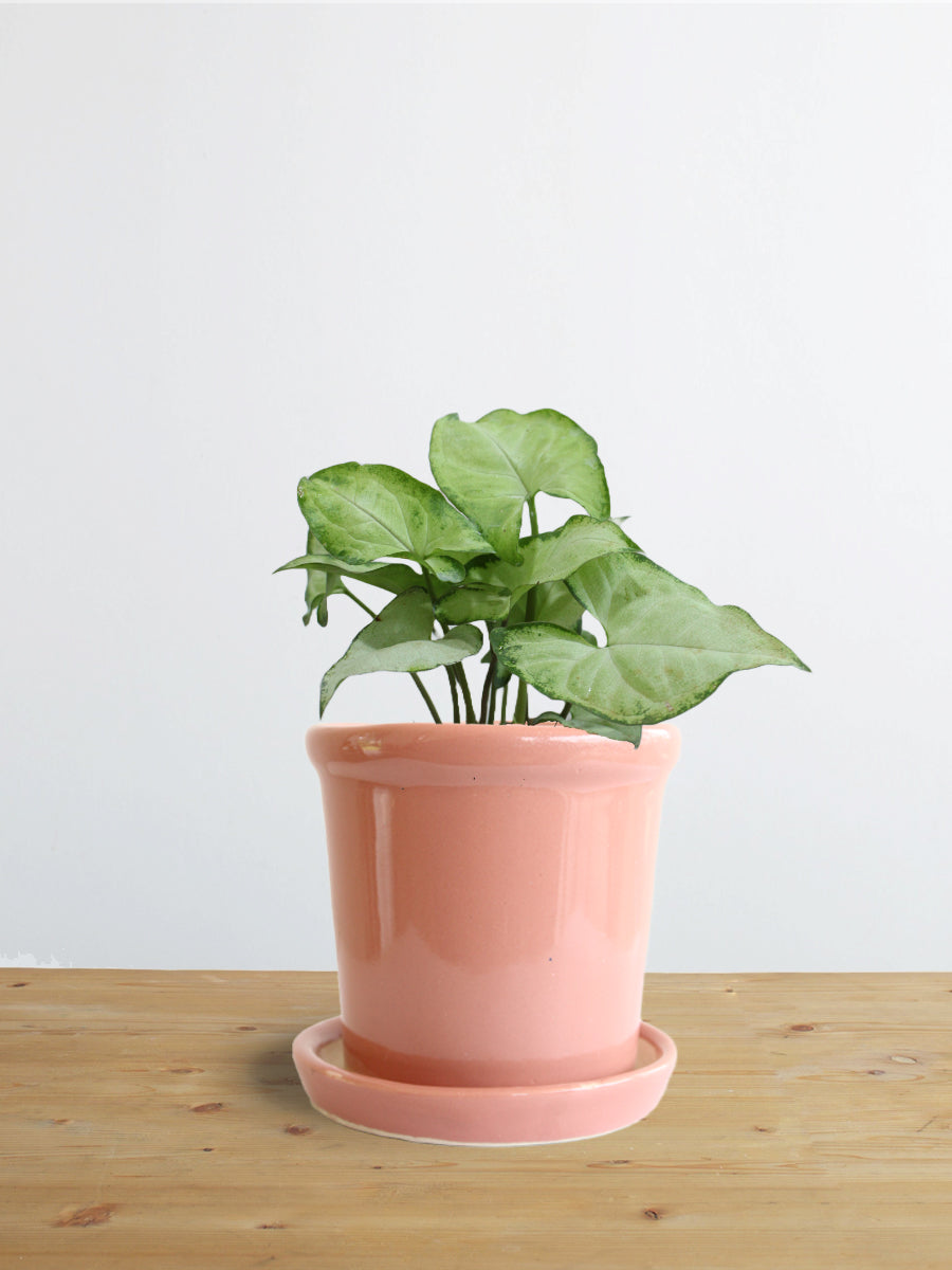 Syngonium Silver Pearl (Small)