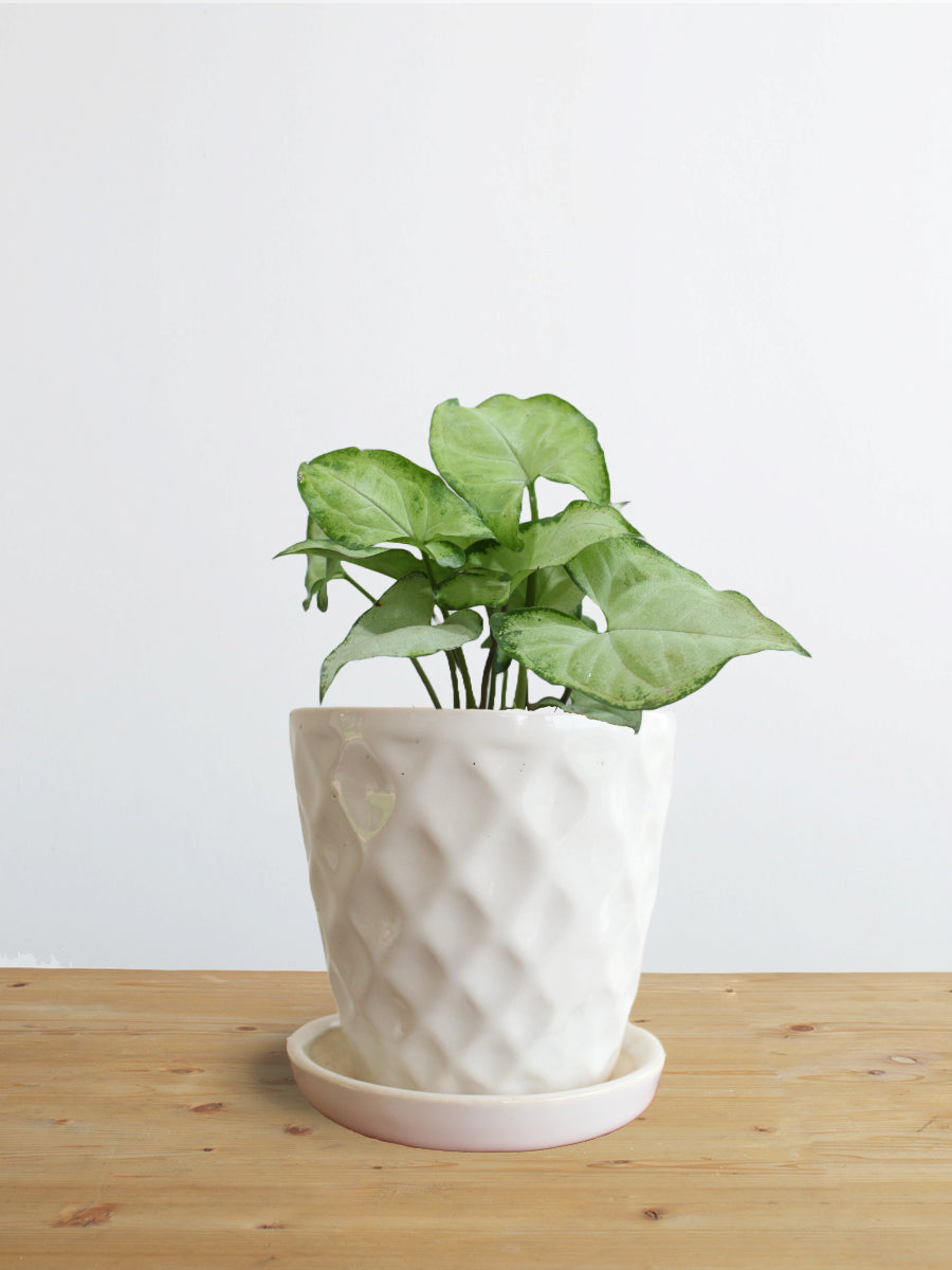 Syngonium Silver Pearl (Small)