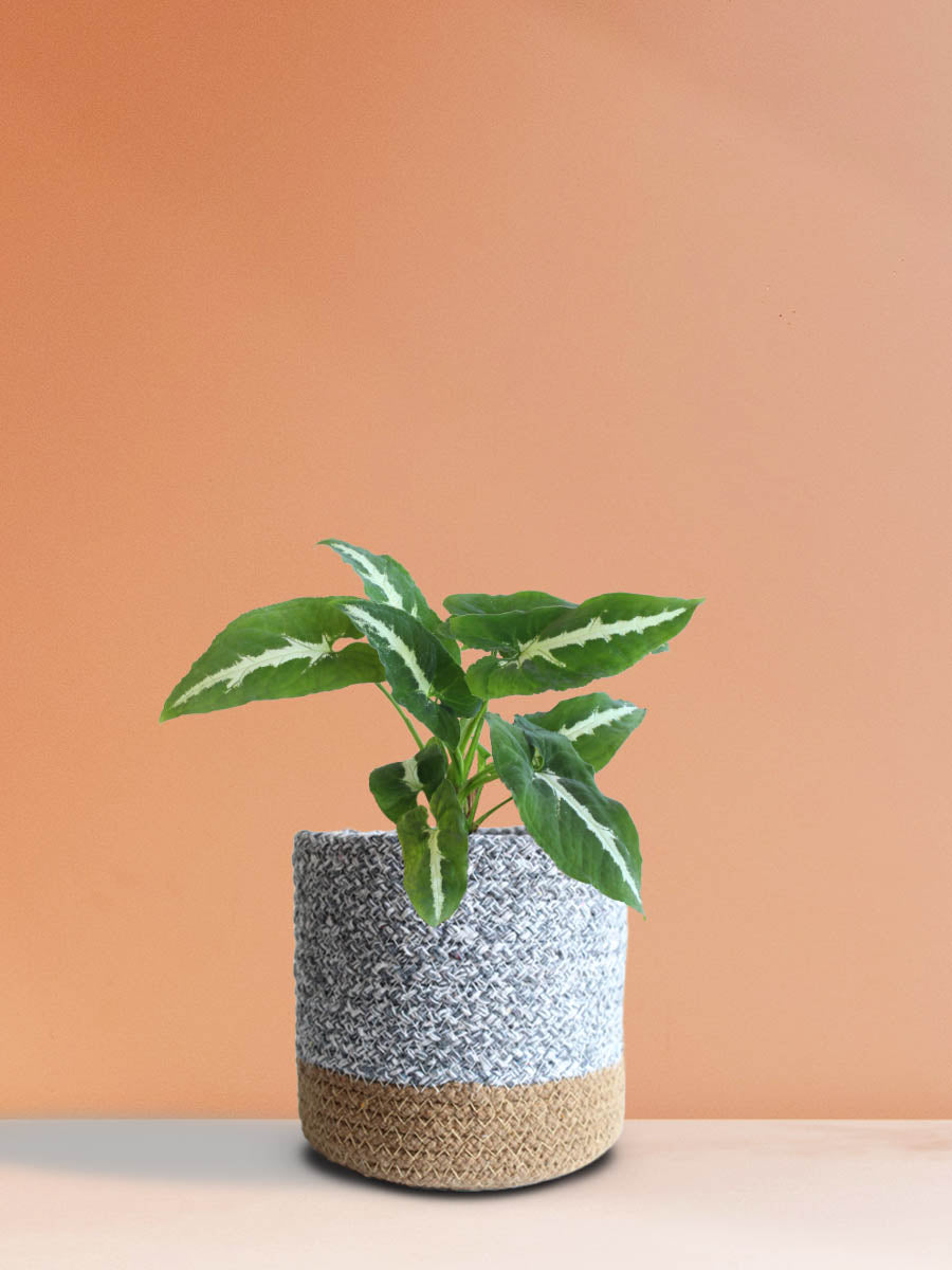 Syngonium Wendlandii (Medium)