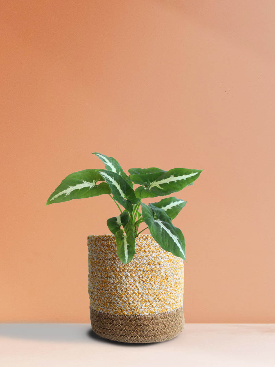 Syngonium Wendlandii (Medium)