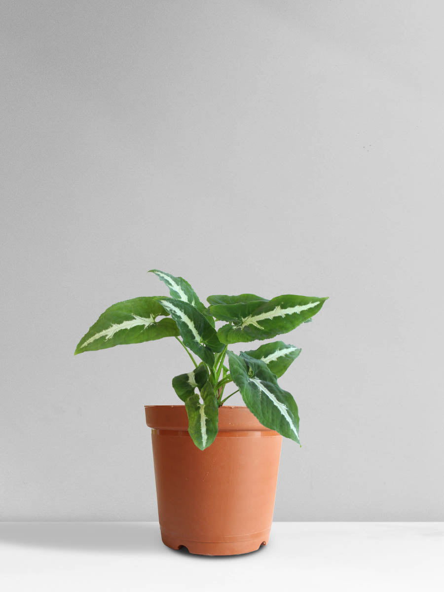 Syngonium Wendlandii (Medium)