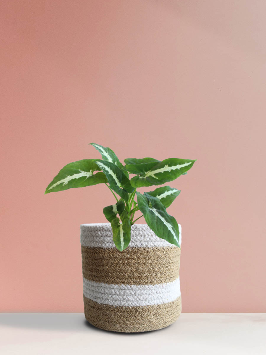 Syngonium Wendlandii (Medium)