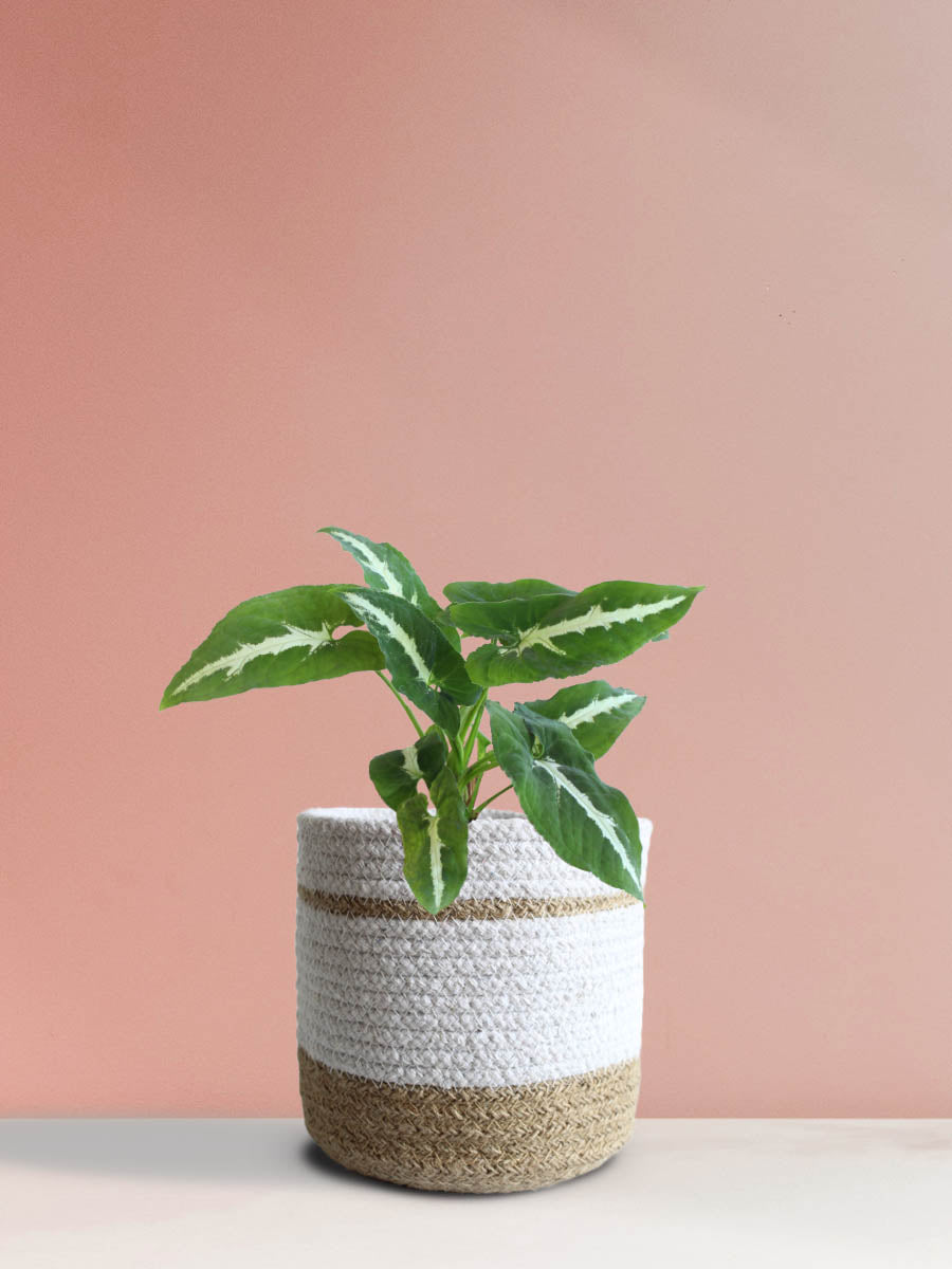 Syngonium Wendlandii (Medium)