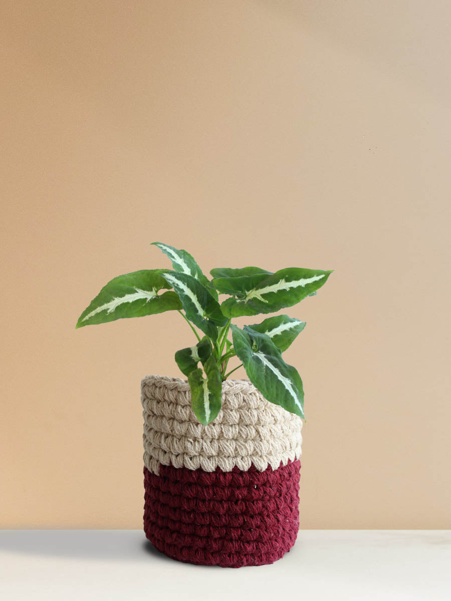 Syngonium Wendlandii (Medium)